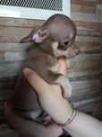chihuahua macho  chocolate de pêlo curto