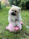 Pomeranian Szpic Miniaturowy Samiec