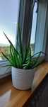 Kwiat aloes leczniczy
