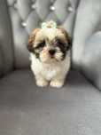 Suczka szczeniak shih tzu tri-color z rodowodem