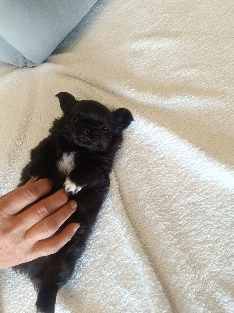 Chihuahua piesek długowłosy czarny