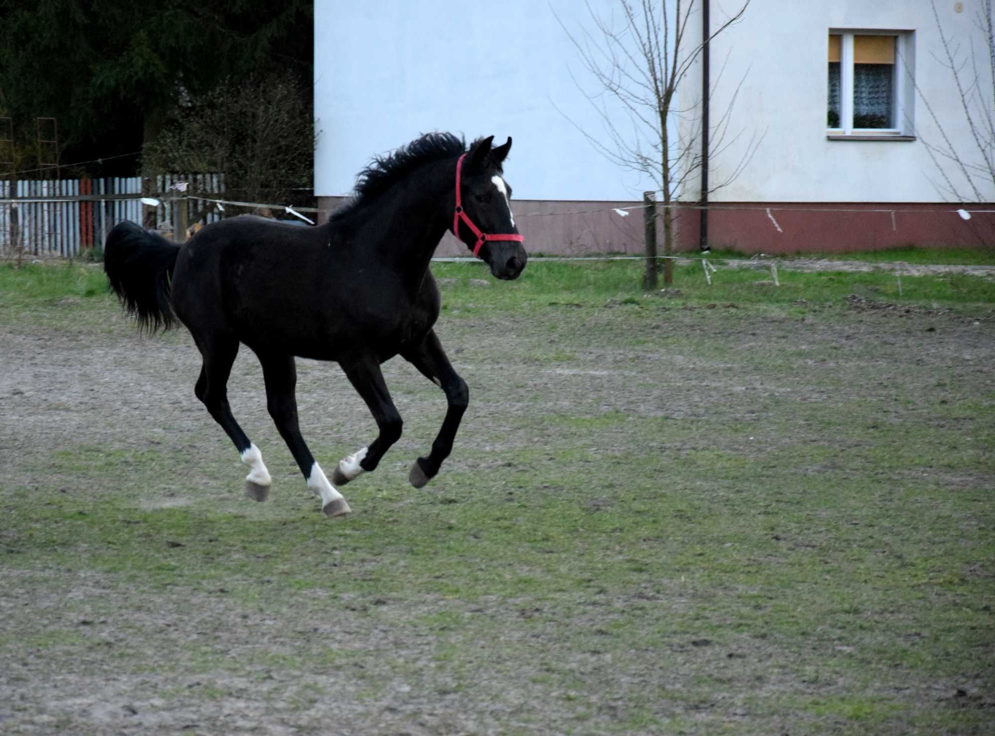 Koń Kary polski koń sportowy