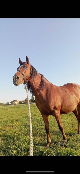 Sprzedam klacz 15 lat