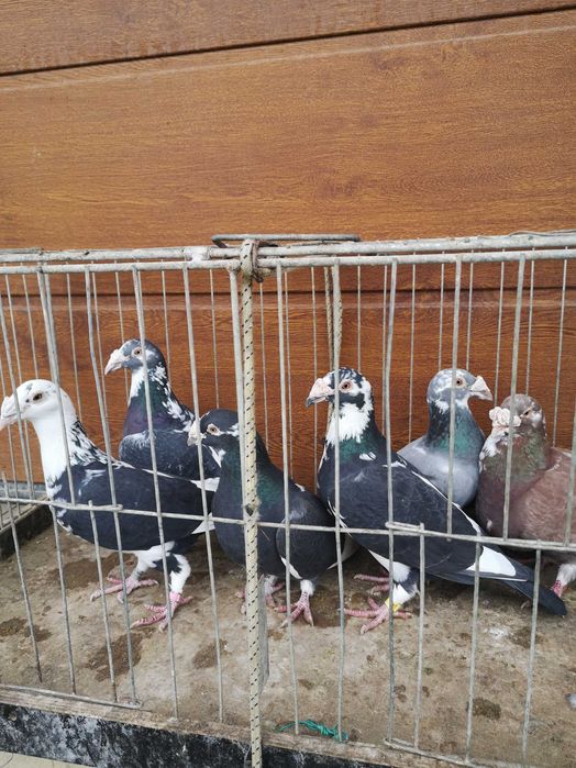 Sprzedam gołebie staropolskie samice