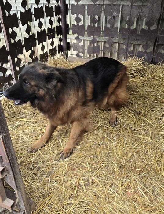 PUSIA szuka nowego domu ZA DARMO