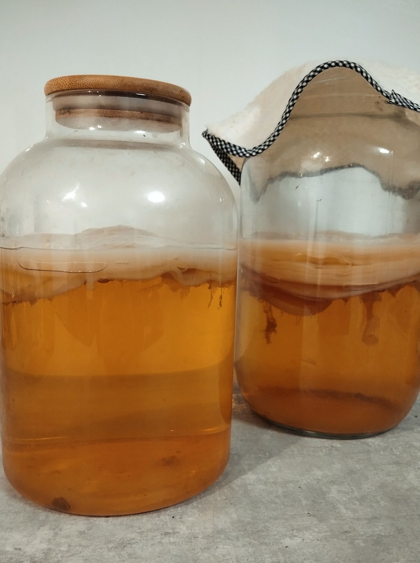 Grzyb kombucha (Scoby)