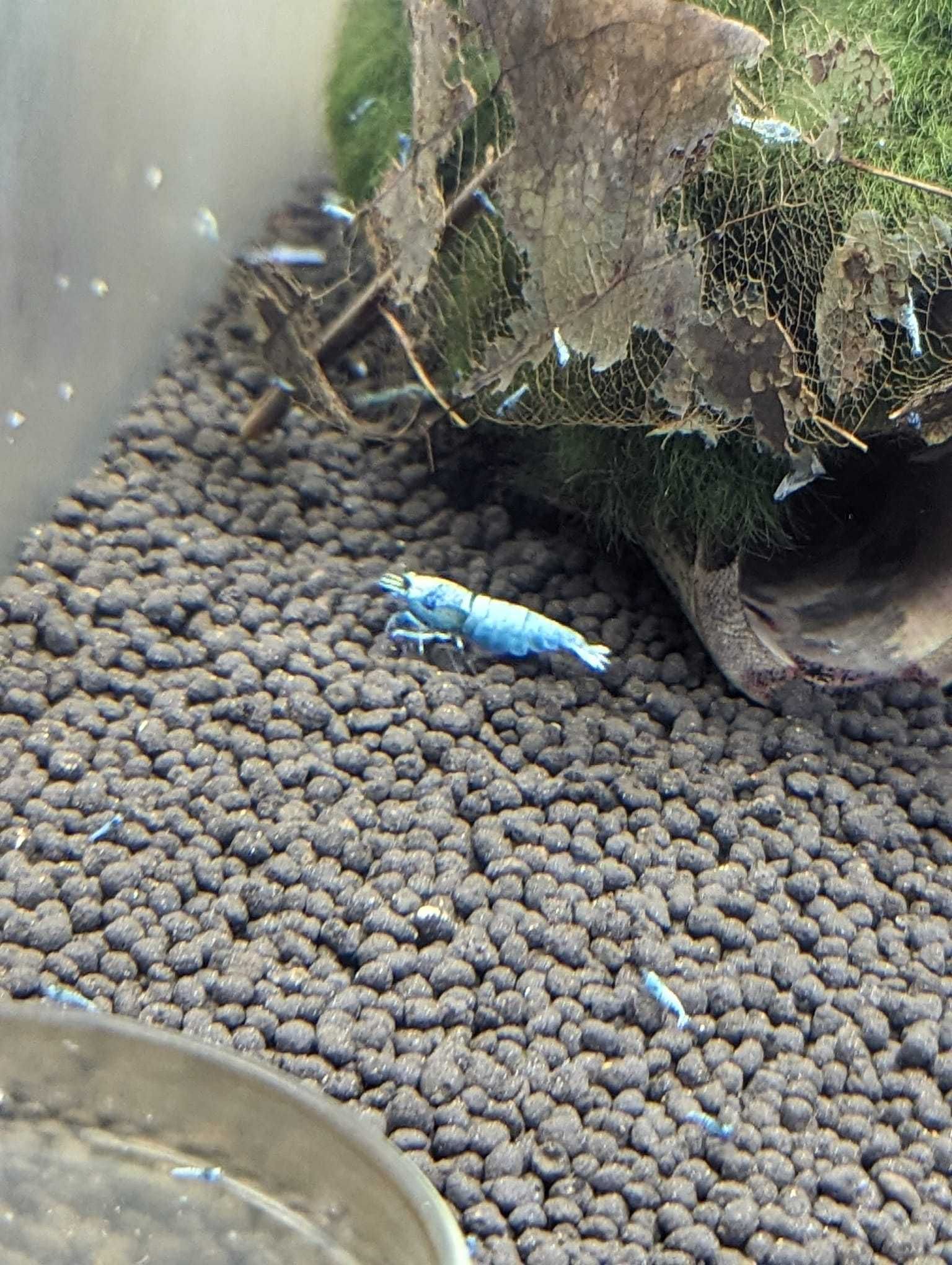 Krewetki Caridina Blue Bolt