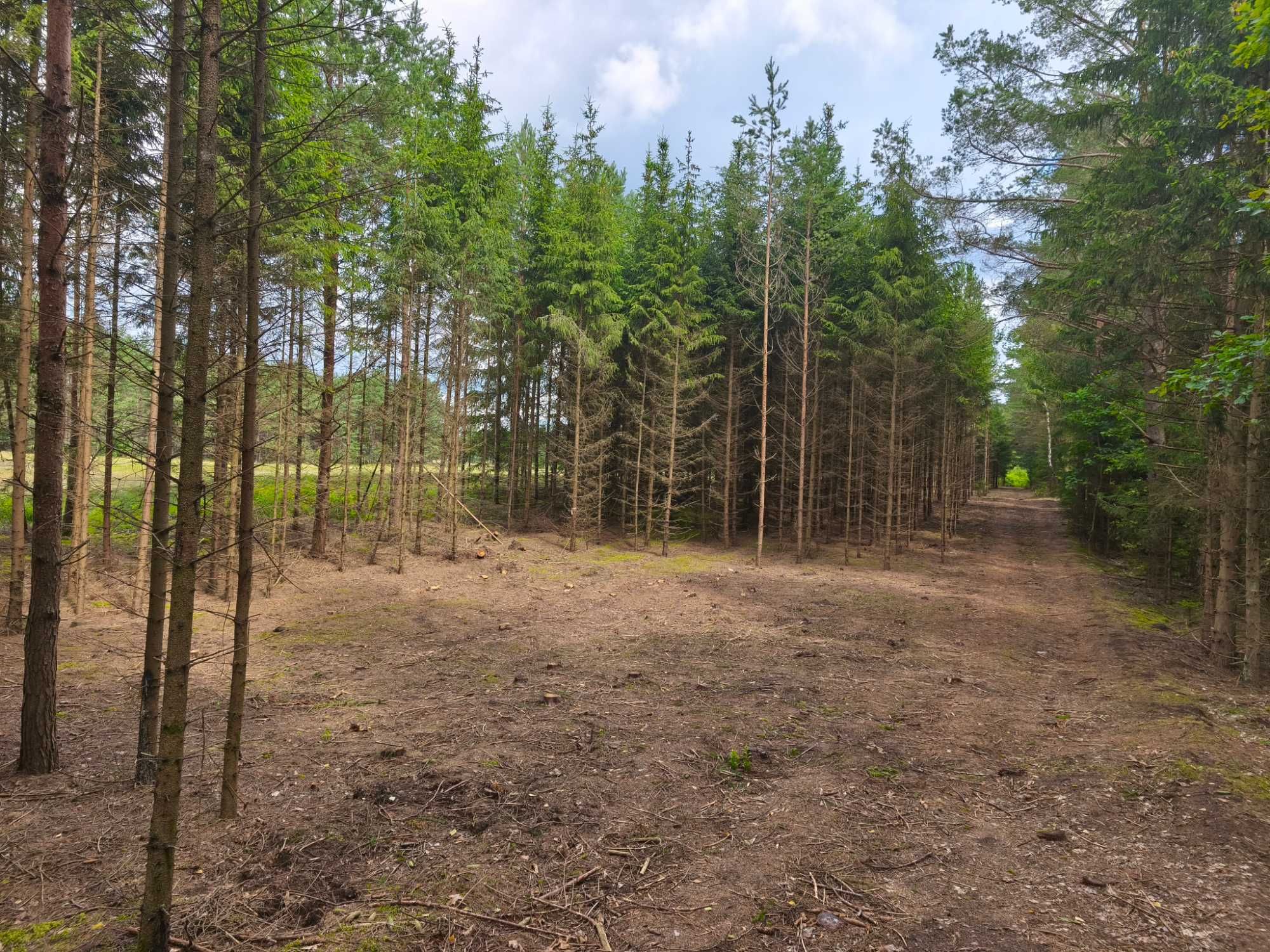 Działka 4000 m²–Szczebra, serce Puszczy Augustowskiej | WZ