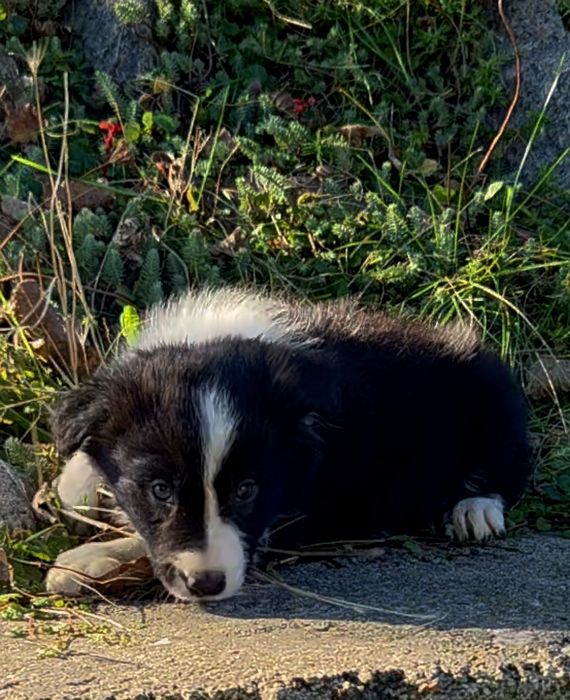 Border Collie szczenię