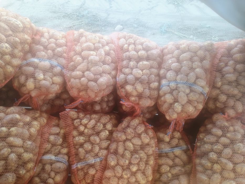 Sprzedam młode ziemniaki odmiany vineta