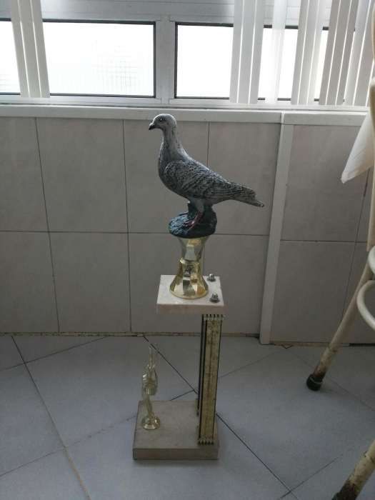 Taças de Columbófilia