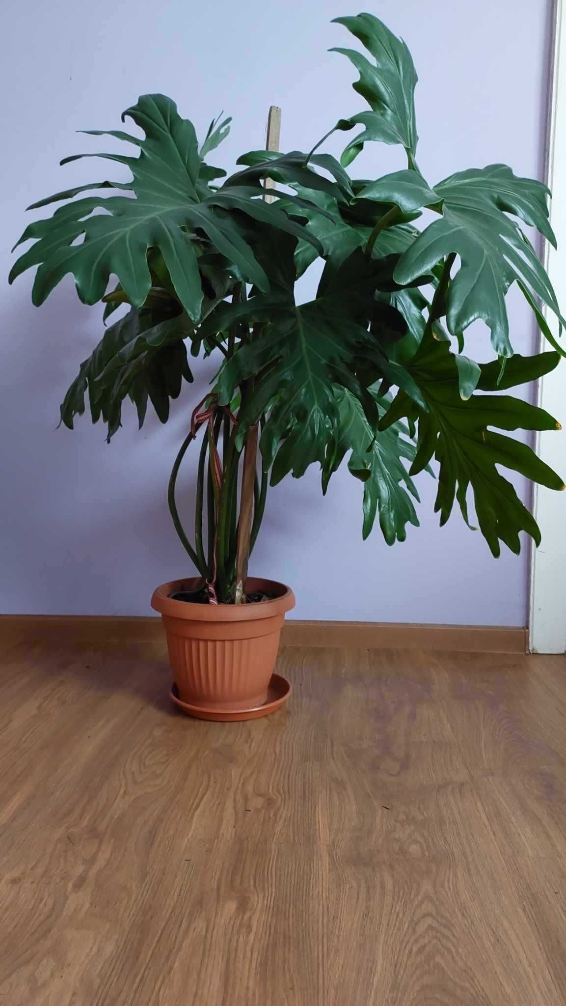 Philodendron roślina 100 cm