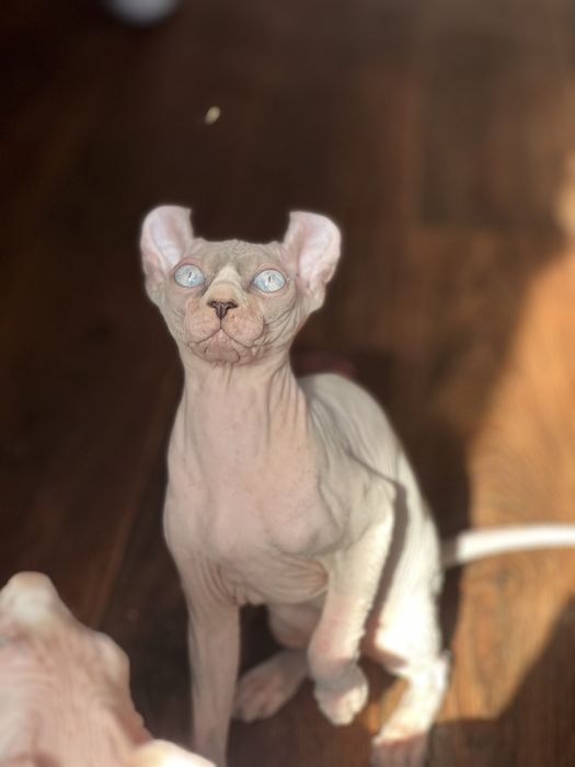 Хлопчики породи Сфінкс, Ельф