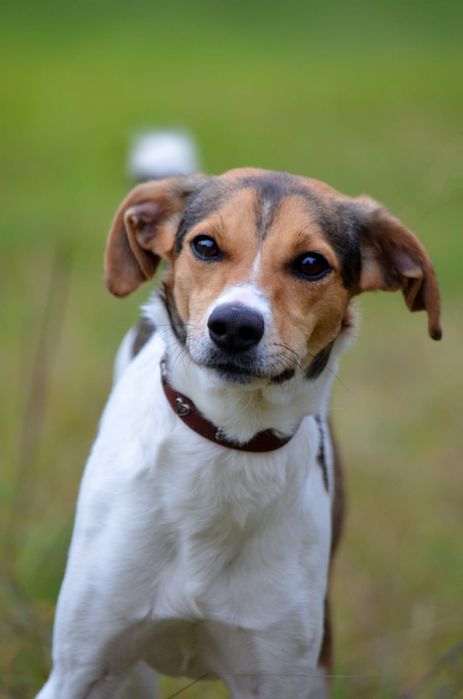 Urocza, młodziutka i wesoła Astra szuka domu!