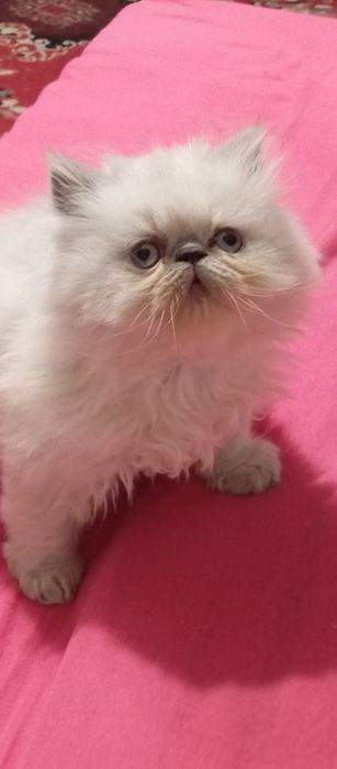 Продам персидські кошенята