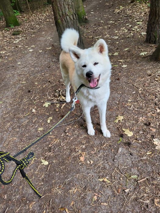 Opieka nad psem/kotem, petsitter, Warszawa, Bielany