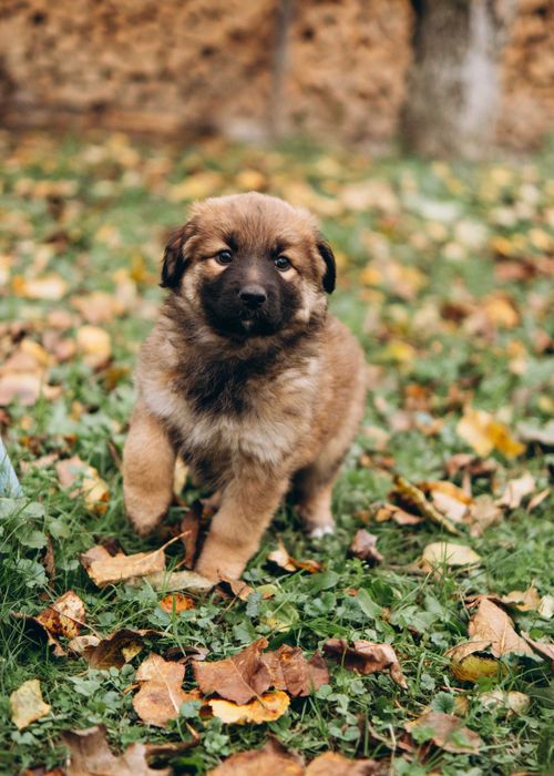 Цуценята шукають дім