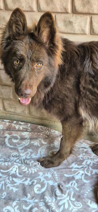 Do adopcji - czekoladowa piękność