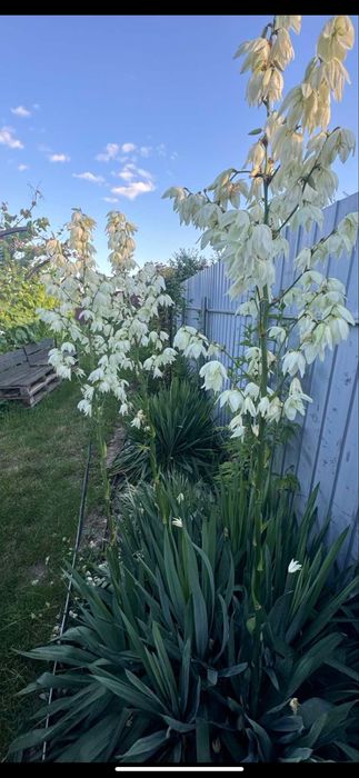 Продам надлишки багаторічних розслин з власного саду.