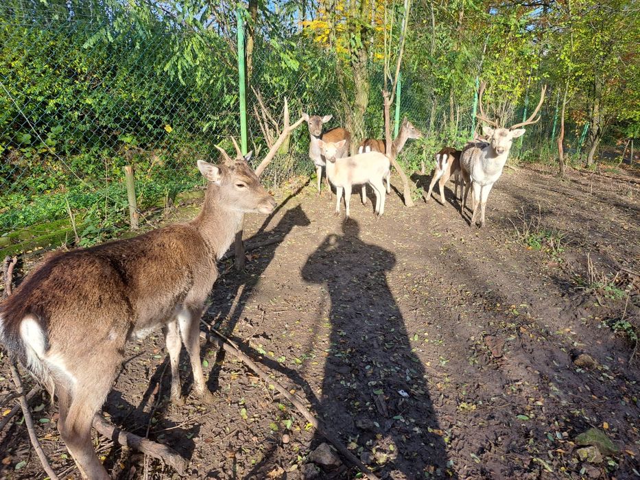 Sprzedam stado danieli