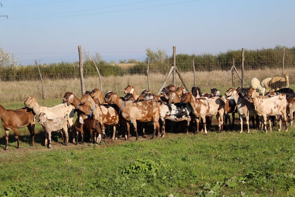 Англонубійські кози і козли