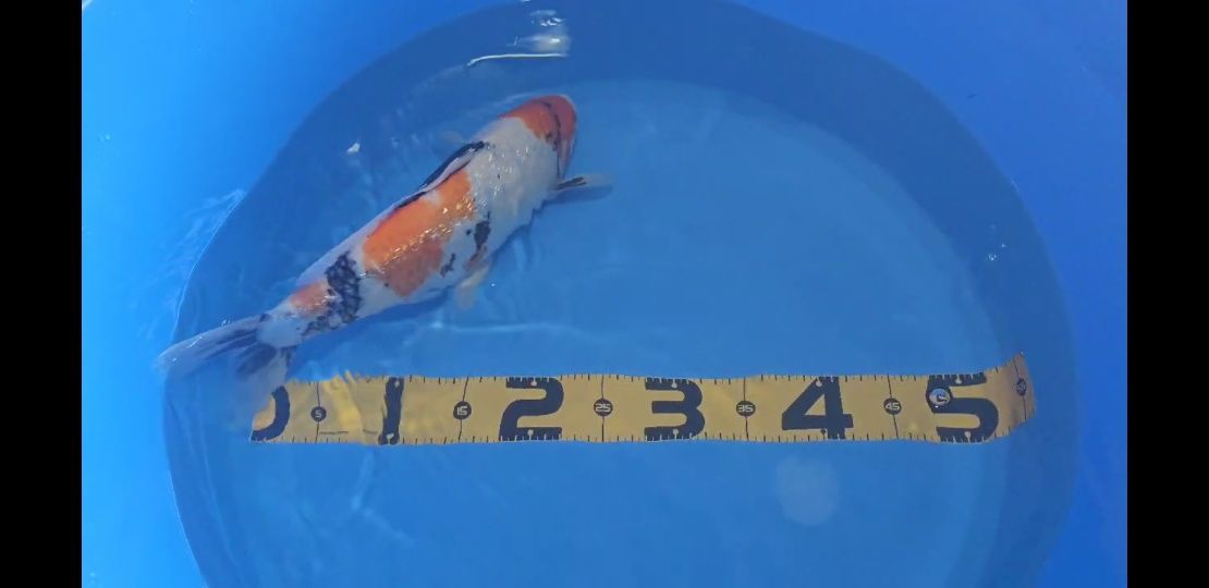 Koi Showa Ginring 40cm