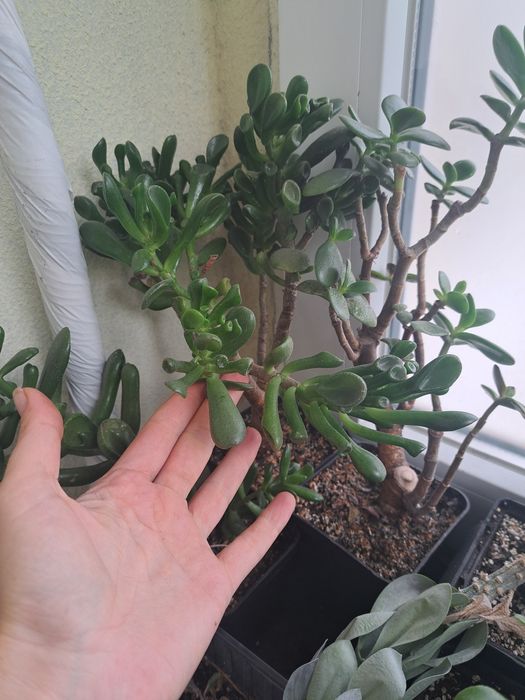 Крассулы, денежные деревья