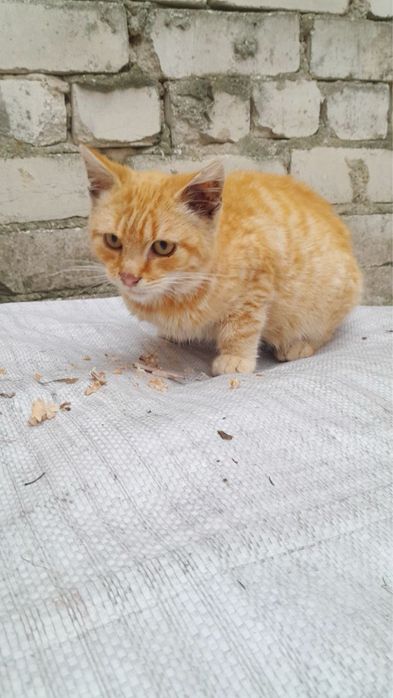 Кошеня- хлопчик в добрі руки