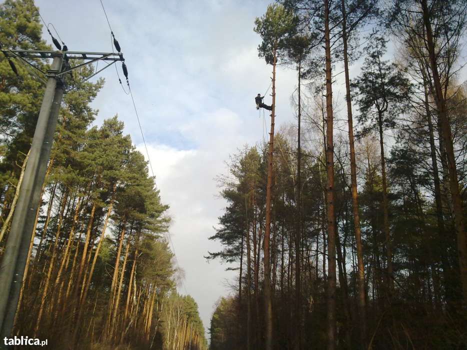 Wycinka drzew, podnośnik koszowy, rębak do gałęzi, frezowanie pni