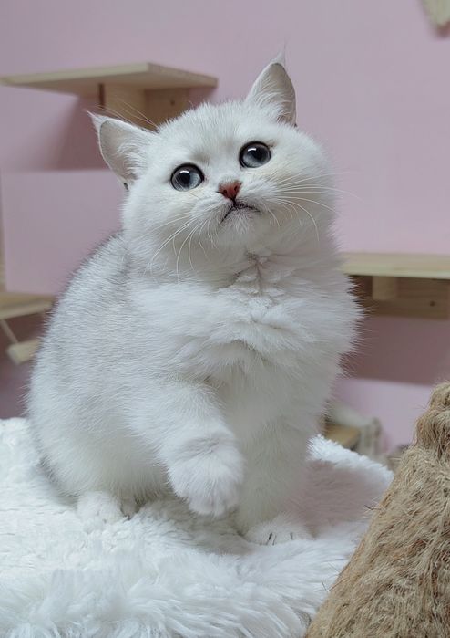 British shorthair silver