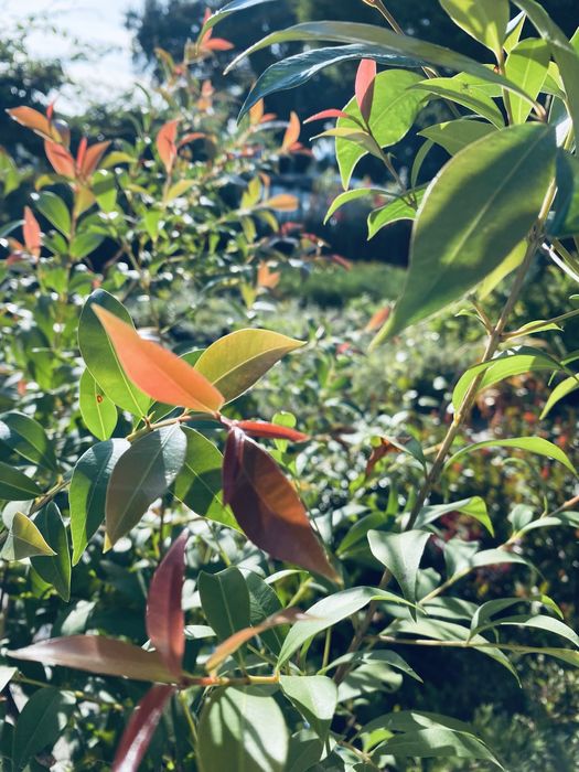 Eugenias vaso 4L 1,5/2m ULTIMAS 40 unidades