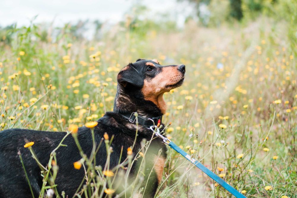 7 letni Diner do adopcji!