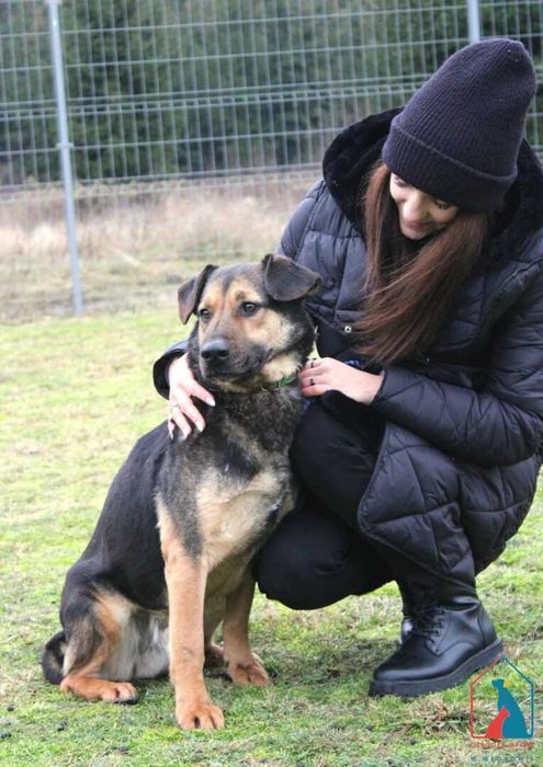 Jungi - cudowny piesek wypatruje smutnymi oczami domu  odmień jego los