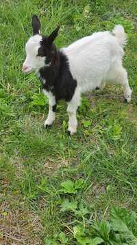 Продаю дійну молоду козу з козенятами,хлопчик і дівчинка,