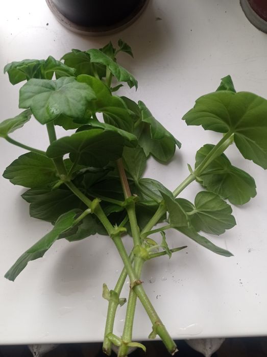 Герань, пеларгония плющелистная