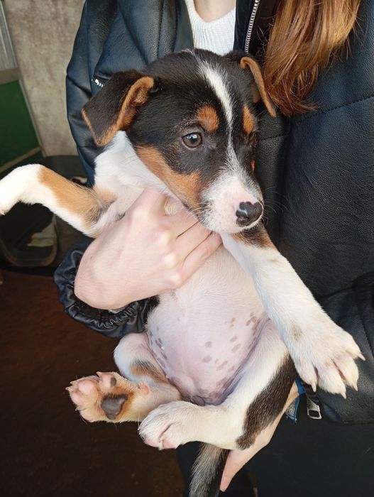 Bebés para adoção responsável