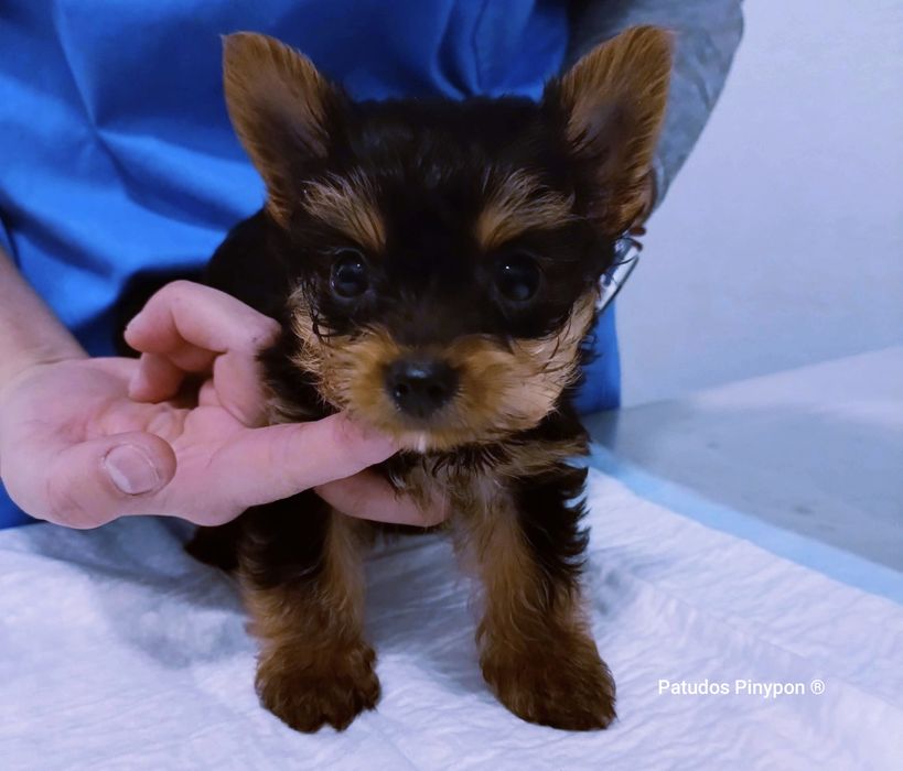 Yorkshire Terrier mini