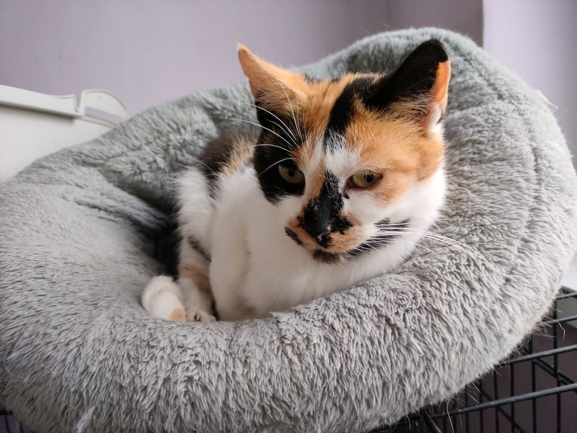 Cudna kotka trikolorka Bella poleca się do adopcji