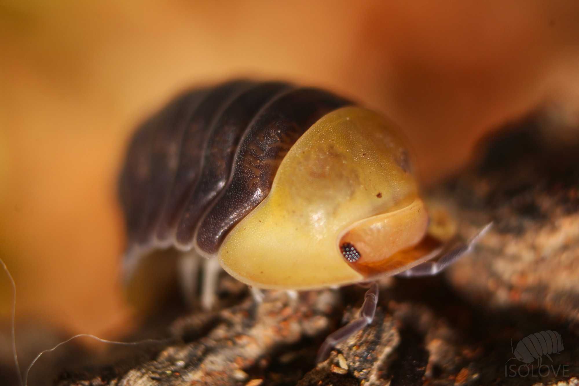 Cubaris sp. "rubber ducky", kaczuszki, kulanki, isopod, równonogi