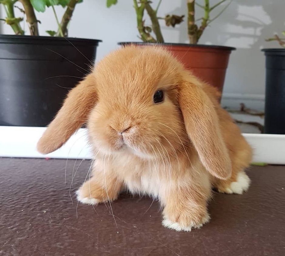 KIT Coelhos anões orelhudos, mini lop super inteligentes e dóceis