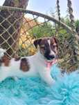 Jack Russel Terrier fêmea