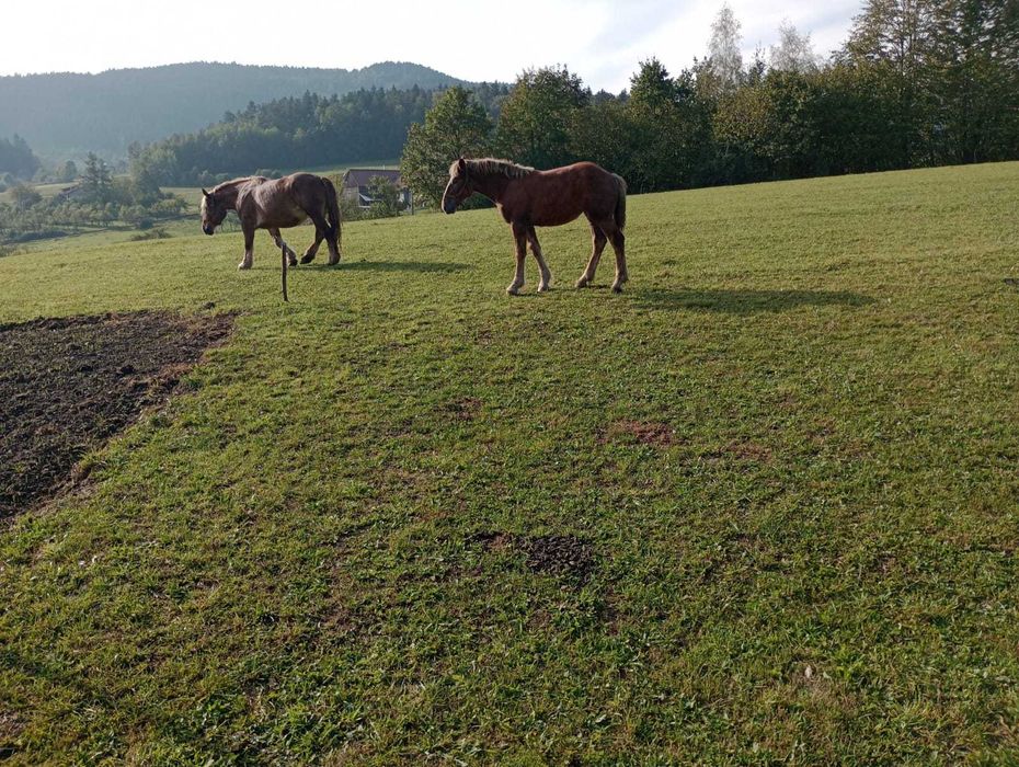 Sprzedam źrebicę zimnokrwistą