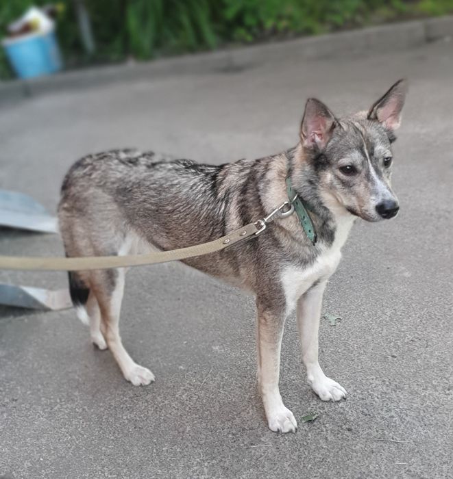 Прилаштовується собачка