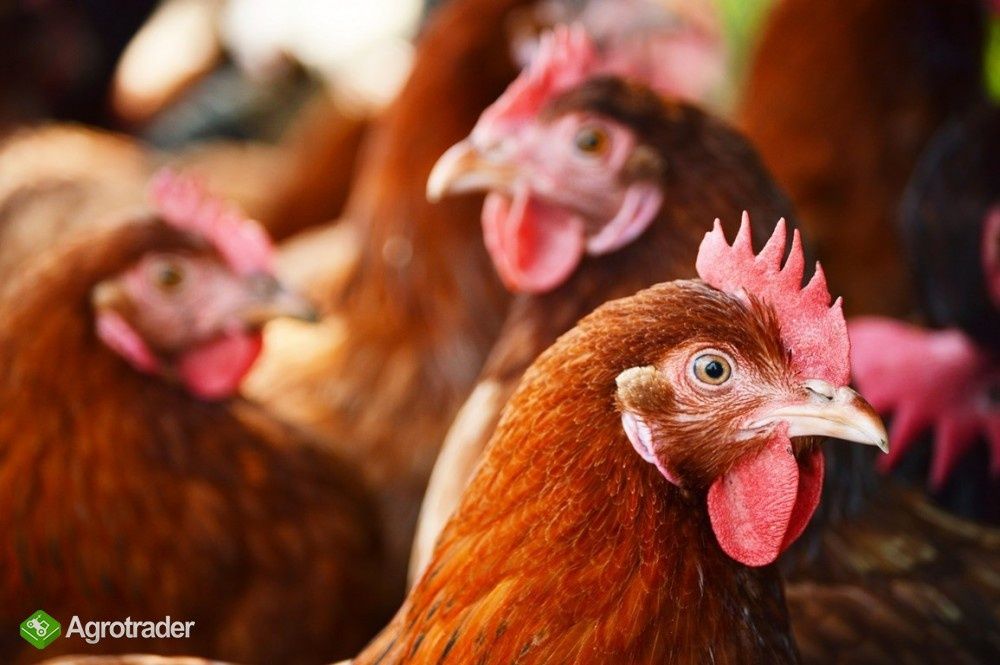 Kury nioski Leghorn Dobrzeń Wielki