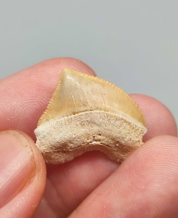 Lote fósseis tubarão