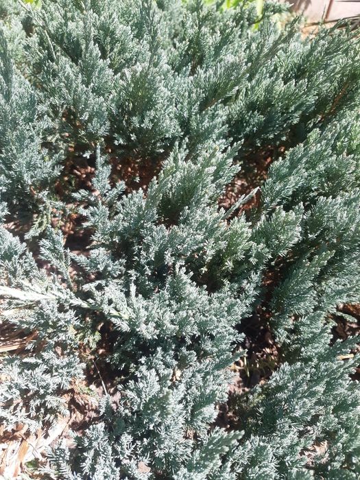 Блю чип можжевельник горизонтальный