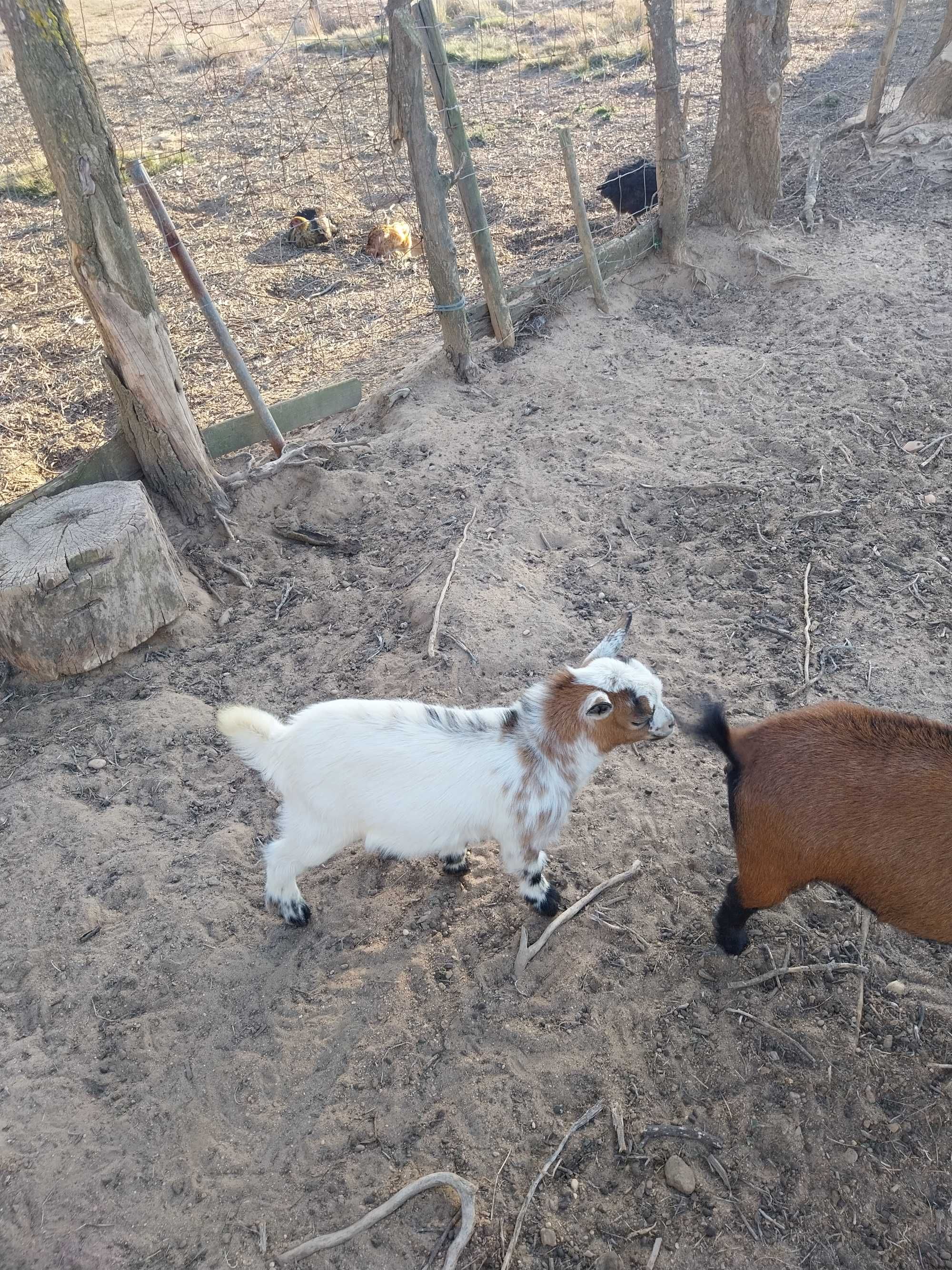 cabras anãs felizes