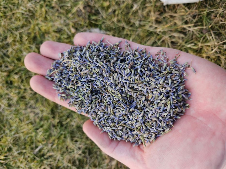 Kwiaty lawendy susz lawendowy