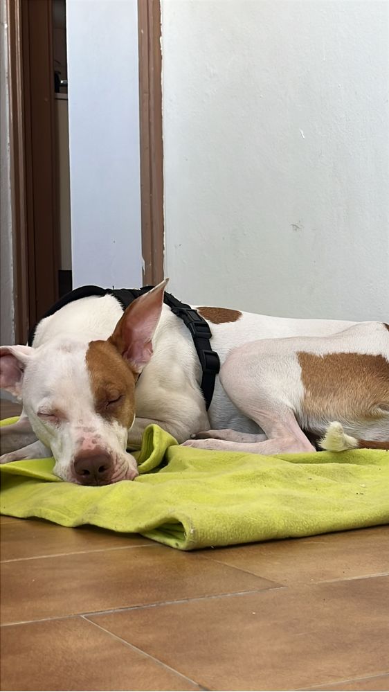 Cruzado de Pitbull - Adocao responsavel