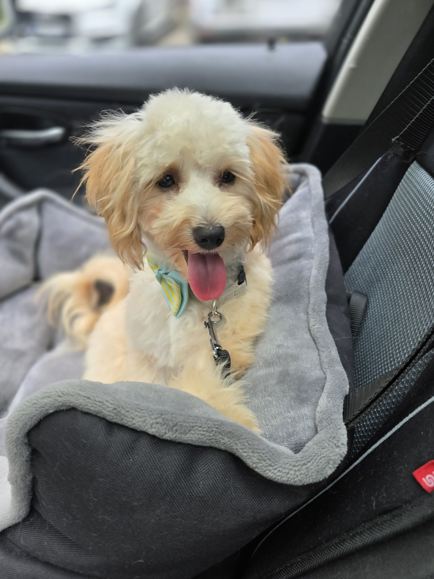 Maltipoo / chłopiec